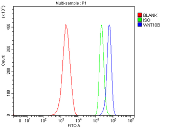 WNT10B Rabbit Polyclonal Antibody