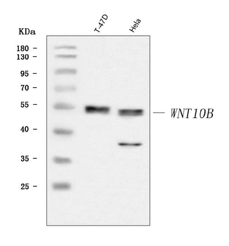 WNT10B Rabbit Polyclonal Antibody