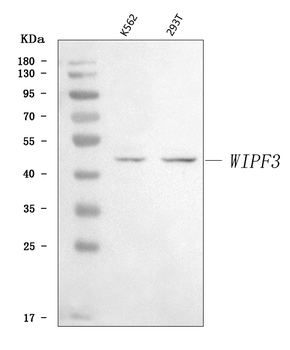 WIPF3 Rabbit Polyclonal Antibody