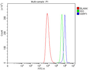 WIPF1 Rabbit Polyclonal Antibody