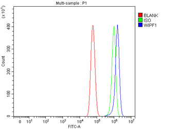 WIPF1 Rabbit Polyclonal Antibody