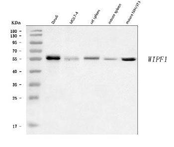 WIPF1 Rabbit Polyclonal Antibody