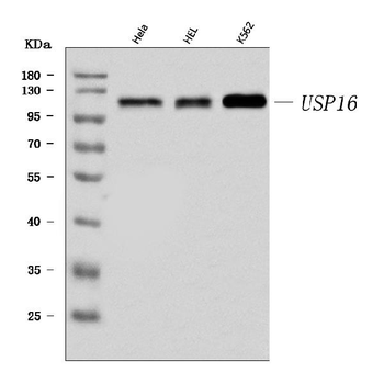USP16 Rabbit Polyclonal Antibody