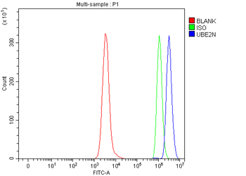 Ubc13/UBE2N Antibody
