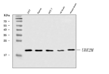 UBC12/UBE2M Antibody