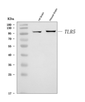 Tlr5 Rabbit Polyclonal Antibody