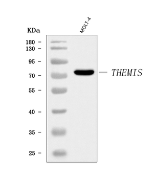 THEMIS Antibody