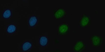 THAP11 Rabbit Polyclonal Antibody