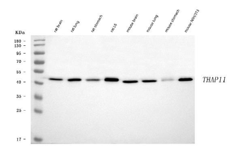 THAP11 Rabbit Polyclonal Antibody