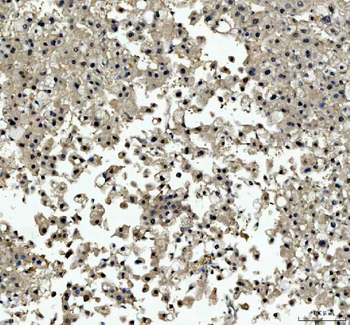 TBX18 Rabbit Polyclonal Antibody