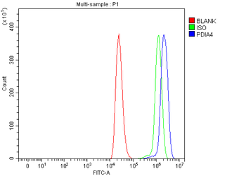 ERp72/PDIA4 Antibody