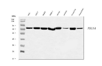 ERp72/PDIA4 Antibody