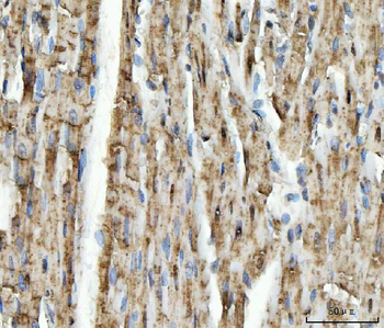 NDUFS5 Rabbit Polyclonal Antibody