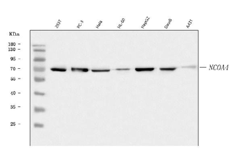 NCOA4 Rabbit Polyclonal Antibody