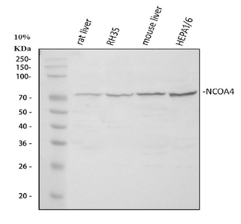 NCOA4 Rabbit Polyclonal Antibody