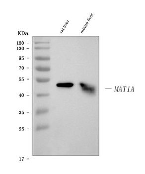 MAT1A Rabbit Polyclonal Antibody