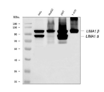 EPLIN/LIMA1 Rabbit Polyclonal Antibody