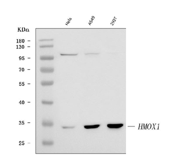 Heme Oxygenase 1/HMOX1 Rabbit Polyclonal Antibody