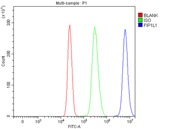 FIP1L1 Antibody