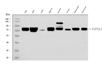 FIP1L1 Antibody