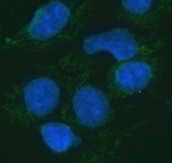 ERP29 Antibody