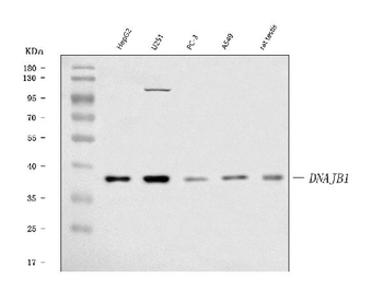 Hsp40/DNAJB1 Rabbit Polyclonal Antibody