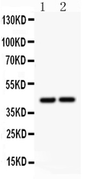 RUNX3 Rabbit Polyclonal Antibody