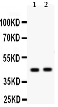 Transcription factor E2F4 E2F4 Rabbit Polyclonal Antibody
