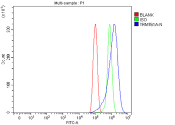 TRMT61A Antibody