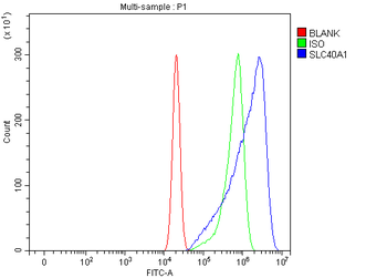 SLC40A1 Antibody