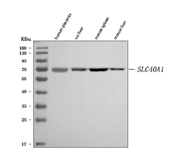 SLC40A1 Antibody