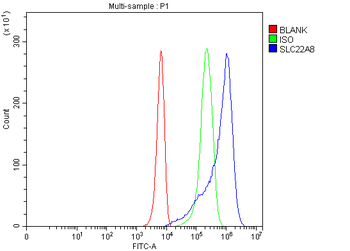 OAT3/SLC22A8 Antibody