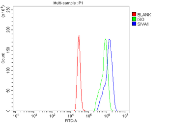 SIVA/SIVA1 Rabbit Polyclonal Antibody
