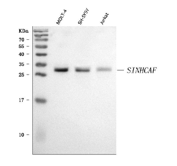 SINHCAF Rabbit Polyclonal Antibody