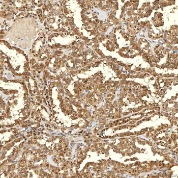 SINHCAF Rabbit Polyclonal Antibody