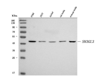 SH3GL3 Rabbit Polyclonal Antibody