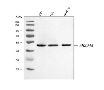 SH2D4A Rabbit Polyclonal Antibody