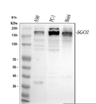 SGO2 Rabbit Polyclonal Antibody