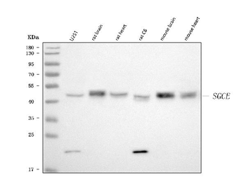 SGCE Rabbit Polyclonal Antibody