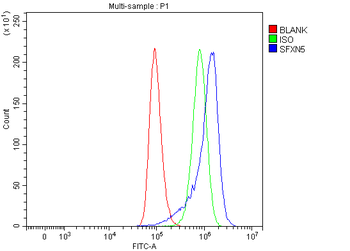SFXN5 Antibody
