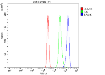 SFXN5 Antibody