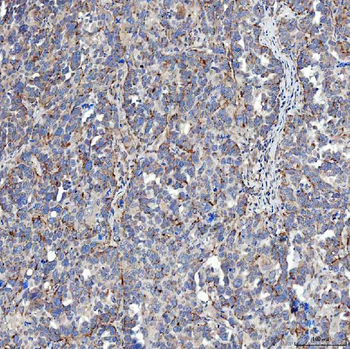 SFXN5 Antibody