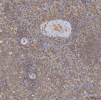 SFXN3 Rabbit Polyclonal Antibody