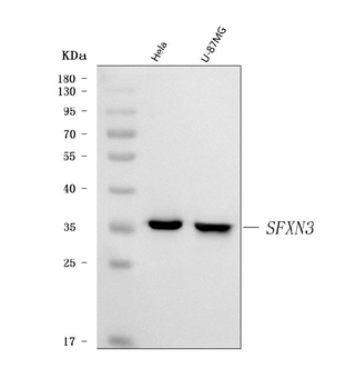 SFXN3 Rabbit Polyclonal Antibody