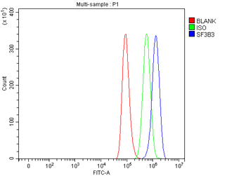 SF3B3 Antibody