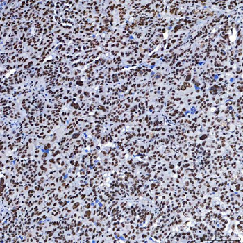 SF3B3 Antibody