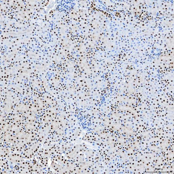 SF3B3 Antibody