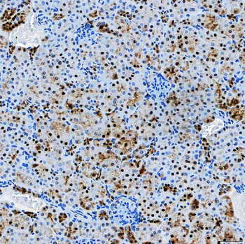 SF3A3 Antibody