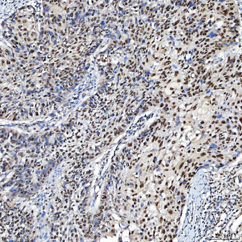 SF3A3 Antibody