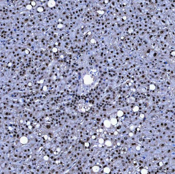SF3A1 Rabbit Polyclonal Antibody